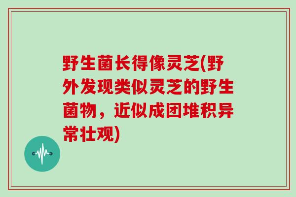 野生菌长得像灵芝(野外发现类似灵芝的野生菌物,近似成团堆积异常壮观)-第1张图片-灵芝大师 野生菌长得像灵芝(野外发现类似灵芝的野生菌物,近似成团堆积异常壮观)-第1张图片-灵芝大师