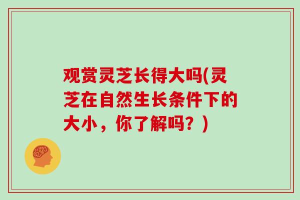 观赏灵芝长得大吗(灵芝在自然生长条件下的大小，你了解吗？)