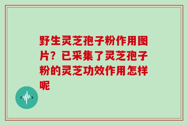 野生灵芝孢子粉作用图片？已采集了灵芝孢子粉的灵芝功效作用怎样呢