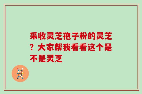 采收灵芝孢子粉的灵芝？大家帮我看看这个是不是灵芝