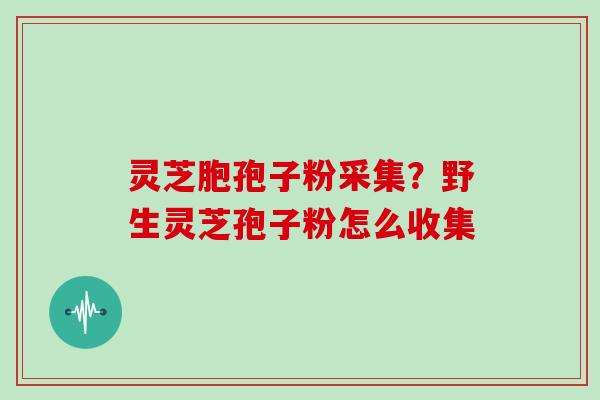 灵芝胞孢子粉采集？野生灵芝孢子粉怎么收集