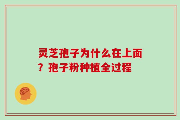 灵芝孢子为什么在上面？孢子粉种植全过程