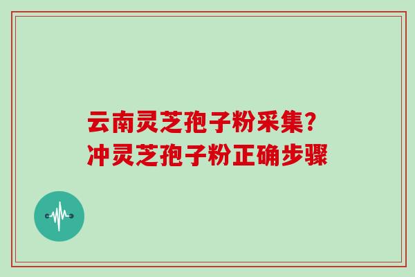 云南灵芝孢子粉采集？冲灵芝孢子粉正确步骤