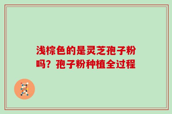浅棕色的是灵芝孢子粉吗？孢子粉种植全过程