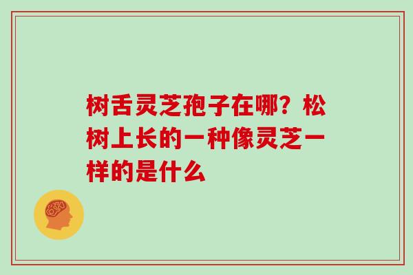 树舌灵芝孢子在哪？松树上长的一种像灵芝一样的是什么