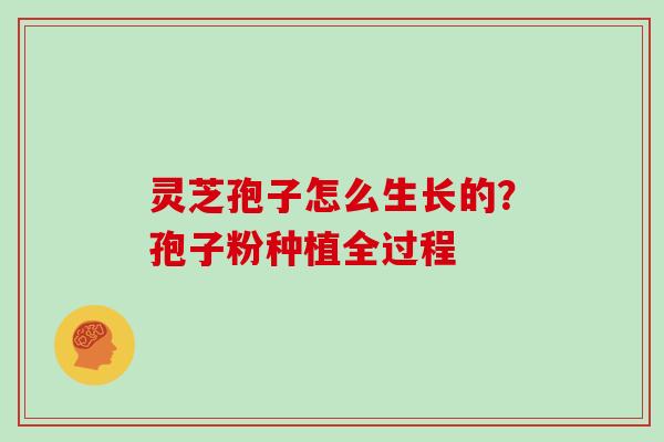 灵芝孢子怎么生长的？孢子粉种植全过程