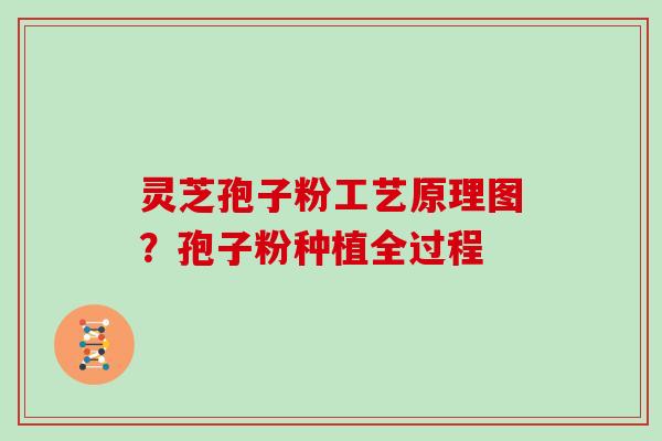灵芝孢子粉工艺原理图？孢子粉种植全过程