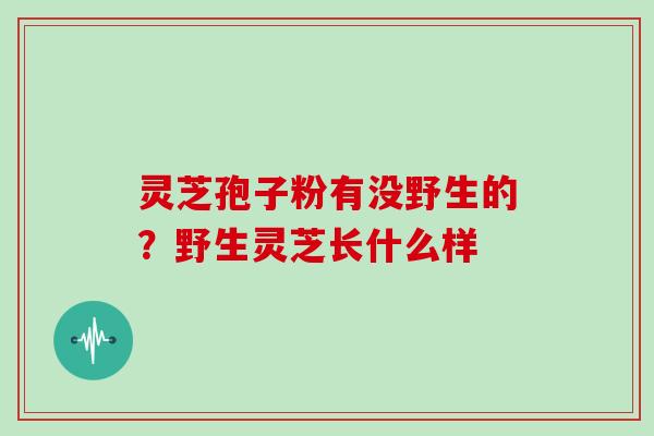 灵芝孢子粉有没野生的?野生灵芝长什么样-第1张图片-灵芝大师 灵芝孢子粉有没野生的?野生灵芝长什么样-第1张图片-灵芝大师