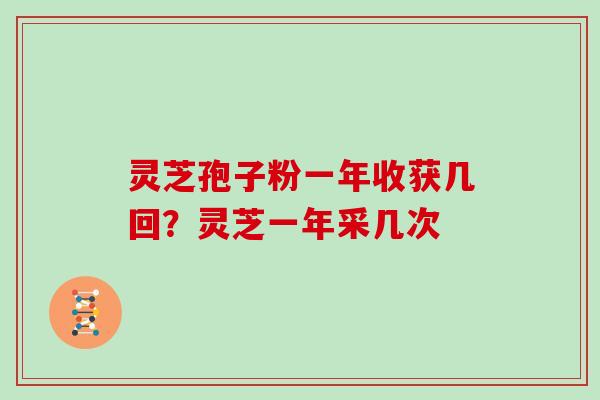 灵芝孢子粉一年收获几回？灵芝一年采几次