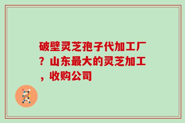 破壁灵芝孢子代加工厂？山东最大的灵芝加工，收购公司