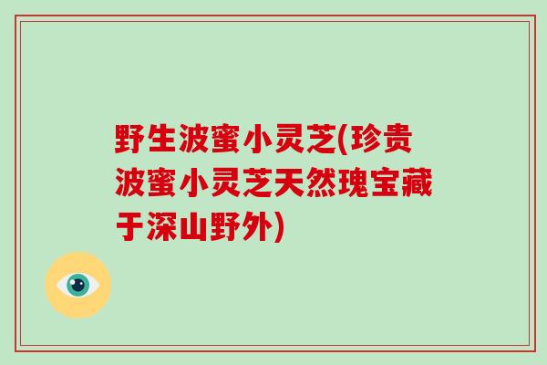 野生波蜜小灵芝(珍贵波蜜小灵芝天然瑰宝藏于深山野外)