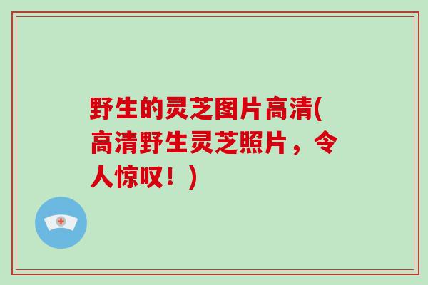 野生的灵芝图片高清(高清野生灵芝照片，令人惊叹！)