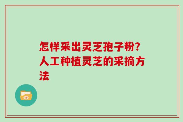 怎样采出灵芝孢子粉？人工种植灵芝的采摘方法