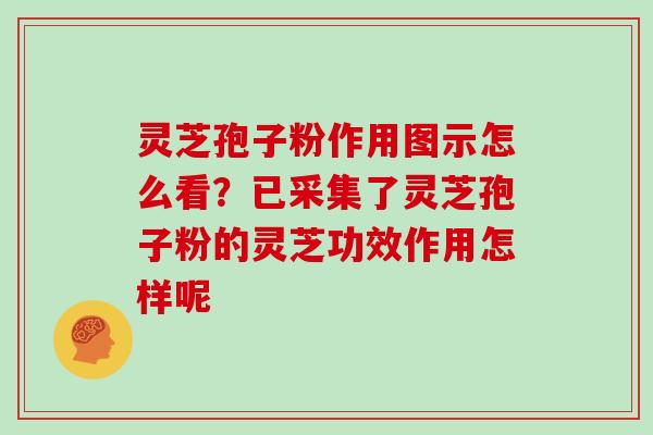 灵芝孢子粉作用图示怎么看？已采集了灵芝孢子粉的灵芝功效作用怎样呢