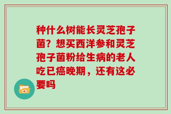 种什么树能长灵芝孢子菌？想买西洋参和灵芝孢子菌粉给生病的老人吃已癌晚期，还有这必要吗