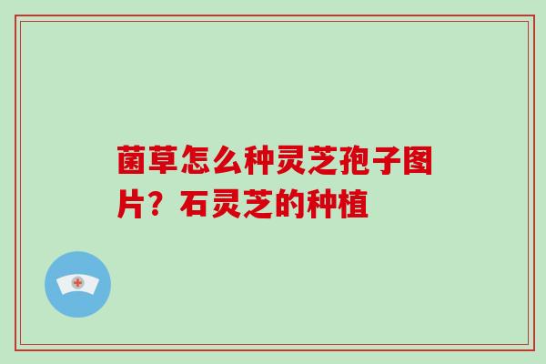 菌草怎么种灵芝孢子图片？石灵芝的种植