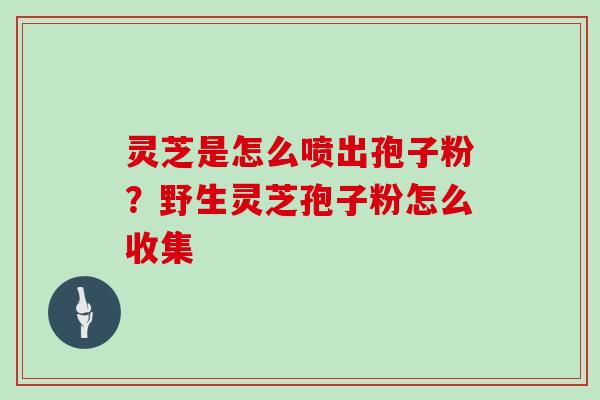灵芝是怎么喷出孢子粉？野生灵芝孢子粉怎么收集