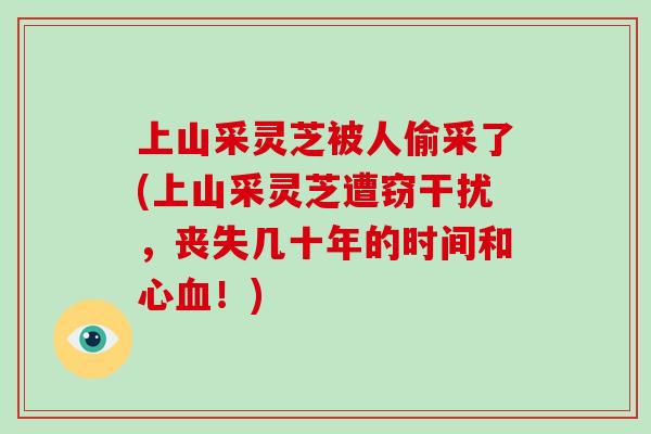 上山采灵芝被人偷采了(上山采灵芝遭窃干扰,丧失几十年的时间和心血!)-第1张图片-灵芝大师 上山采灵芝被人偷采了(上山采灵芝遭窃干扰,丧失几十年的时间和心血!)-第1张图片-灵芝大师