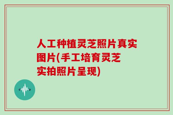 人工种植灵芝照片真实图片(手工培育灵芝 实拍照片呈现)