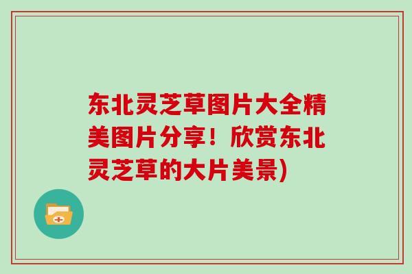 东北灵芝草图片大全精美图片分享！欣赏东北灵芝草的大片美景)