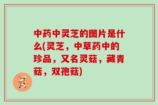 中药中灵芝的图片是什么(灵芝，中草药中的珍品，又名灵菇，藏青菇，双孢菇)