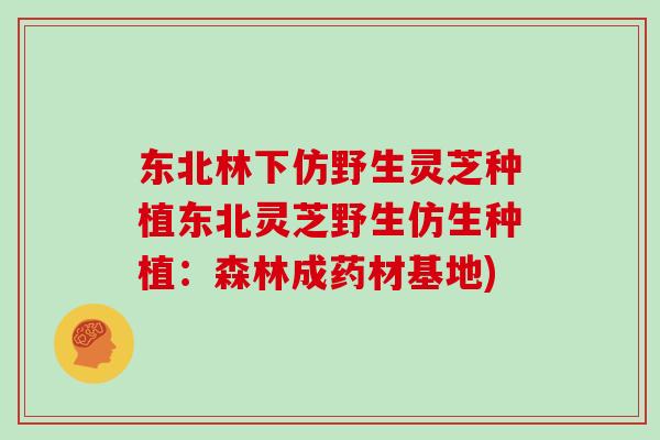 东北林下仿野生灵芝种植东北灵芝野生仿生种植：森林成药材基地)