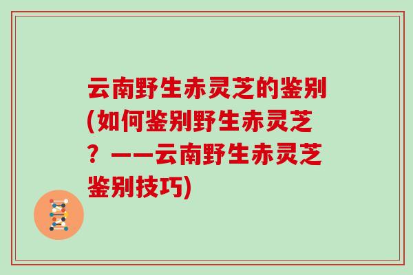 云南野生赤灵芝的鉴别(如何鉴别野生赤灵芝？——云南野生赤灵芝鉴别技巧)