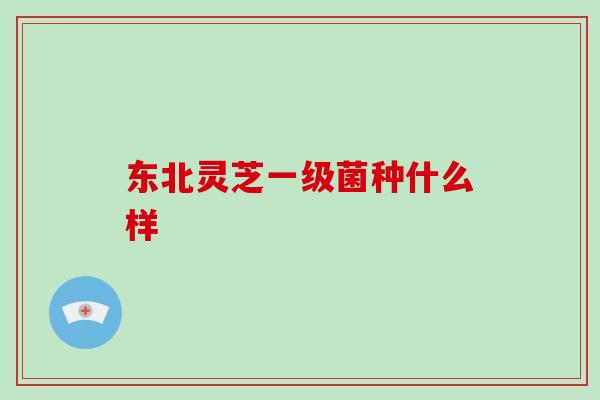 东北灵芝一级菌种什么样