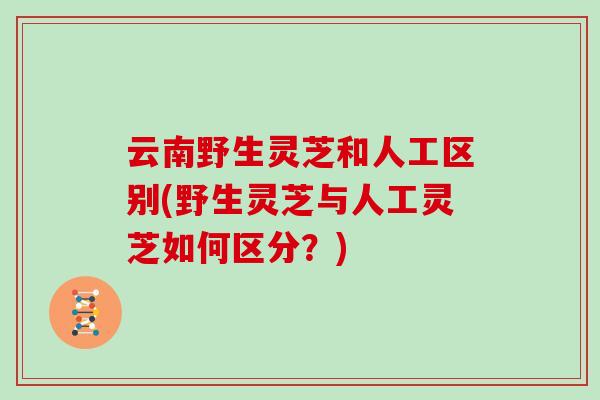 云南野生灵芝和人工区别(野生灵芝与人工灵芝如何区分？)