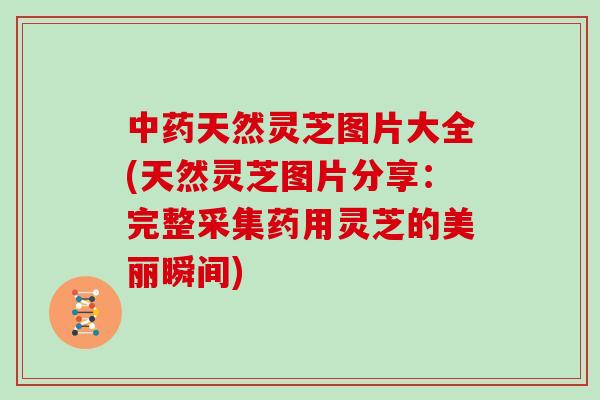 中药天然灵芝图片大全(天然灵芝图片分享：完整采集药用灵芝的美丽瞬间)