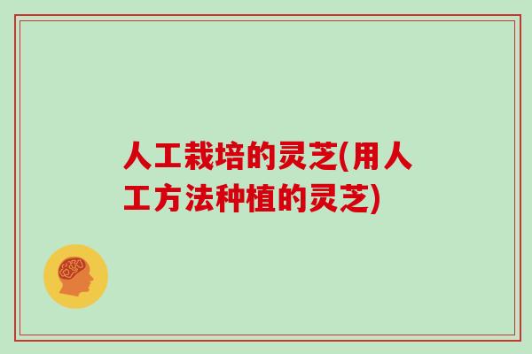 人工栽培的灵芝(用人工方法种植的灵芝)