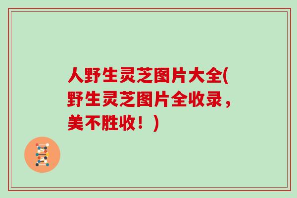 人野生灵芝图片大全(野生灵芝图片全收录，美不胜收！)