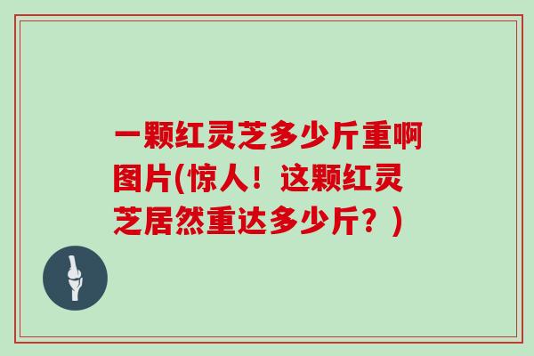 一颗红灵芝多少斤重啊图片(惊人！这颗红灵芝居然重达多少斤？)