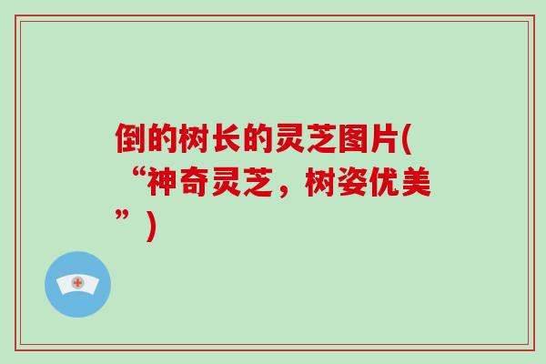 倒的树长的灵芝图片(“神奇灵芝，树姿优美”)