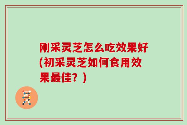 刚采灵芝怎么吃效果好(初采灵芝如何食用效果最佳？)