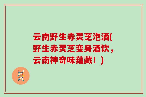 云南野生赤灵芝泡酒(野生赤灵芝变身酒饮，云南神奇味蕴藏！)