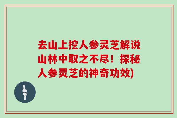 去山上挖人参灵芝解说山林中取之不尽！探秘人参灵芝的神奇功效)
