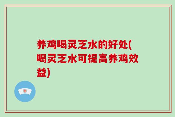 养鸡喝灵芝水的好处(喝灵芝水可提高养鸡效益)