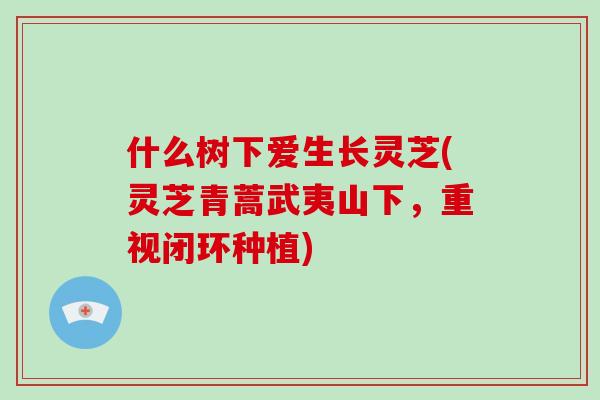 什么树下爱生长灵芝(灵芝青蒿武夷山下,重视闭环种植)-第1张图片-灵芝大师 什么树下爱生长灵芝(灵芝青蒿武夷山下,重视闭环种植)-第1张图片-灵芝大师