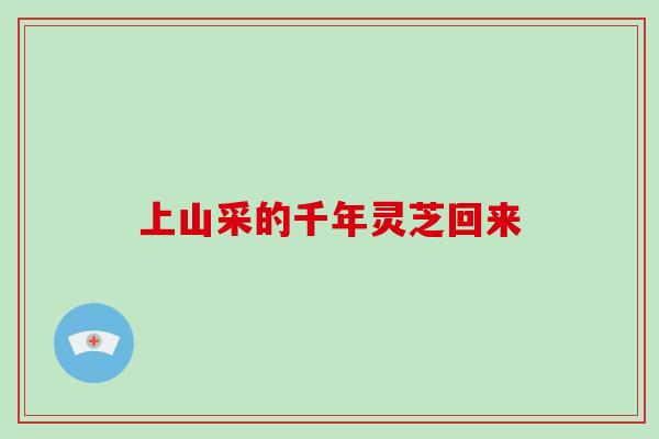 上山采的千年灵芝回来-第1张图片-灵芝大师