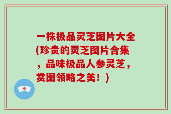 一株极品灵芝图片大全(珍贵的灵芝图片合集，品味极品人参灵芝，赏图领略之美！)