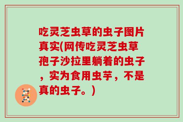 吃灵芝虫草的虫子图片真实(网传吃灵芝虫草孢子沙拉里躺着的虫子，实为食用虫芋，不是真的虫子。)