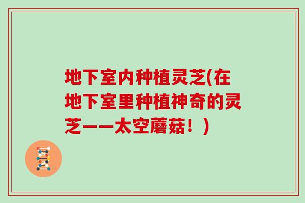 地下室内种植灵芝(在地下室里种植神奇的灵芝——太空蘑菇！)