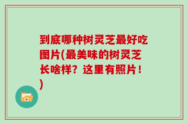 到底哪种树灵芝最好吃图片(最美味的树灵芝长啥样？这里有照片！)