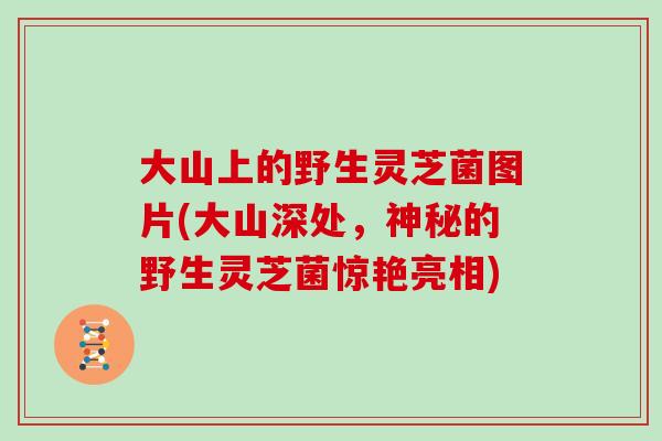 大山上的野生灵芝菌图片(大山深处，神秘的野生灵芝菌惊艳亮相)