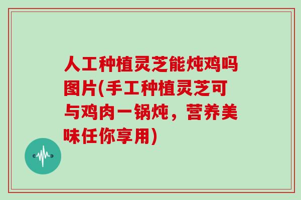 人工种植灵芝能炖鸡吗图片(手工种植灵芝可与鸡肉一锅炖，营养美味任你享用)