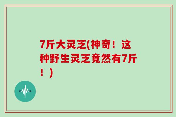 7斤大灵芝(神奇！这种野生灵芝竟然有7斤！)