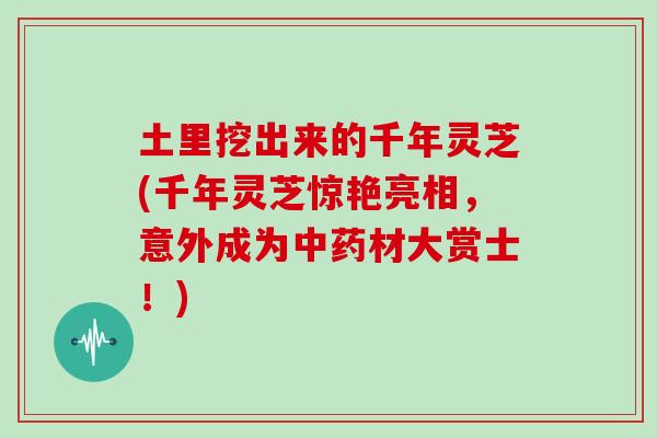 土里挖出来的千年灵芝(千年灵芝惊艳亮相，意外成为中药材大赏士！)