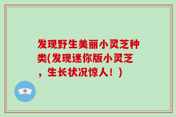 发现野生美丽小灵芝种类(发现迷你版小灵芝，生长状况惊人！)