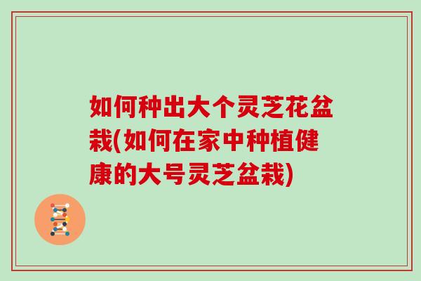 如何种出大个灵芝花盆栽(如何在家中种植健康的大号灵芝盆栽)